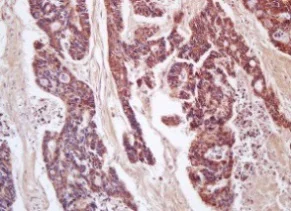 Immunohistochemistry (Formalin/PFA-fixed paraffin-embedded sections) - Anti-CD200 / OX2 antibody (AB203887)