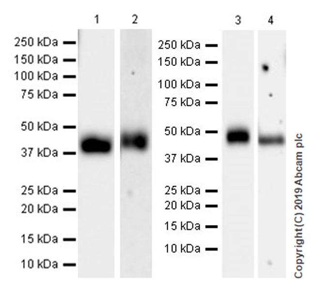Western blot - Anti-CD200 / OX2 antibody [EPR22412-229] (AB254193)