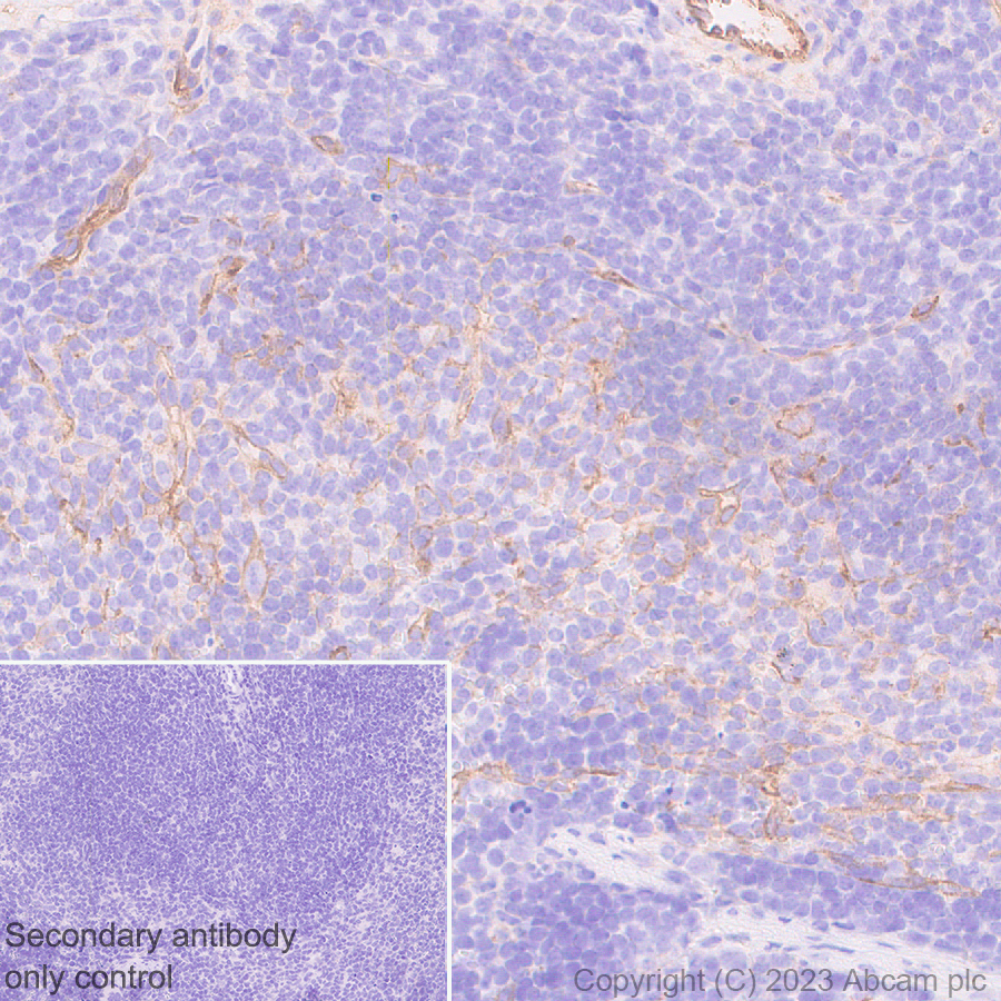 Immunohistochemistry (Formalin/PFA-fixed paraffin-embedded sections) - Anti-CD200 / OX2 antibody [EPR28087-82] (ab314662), expandable thumbnail