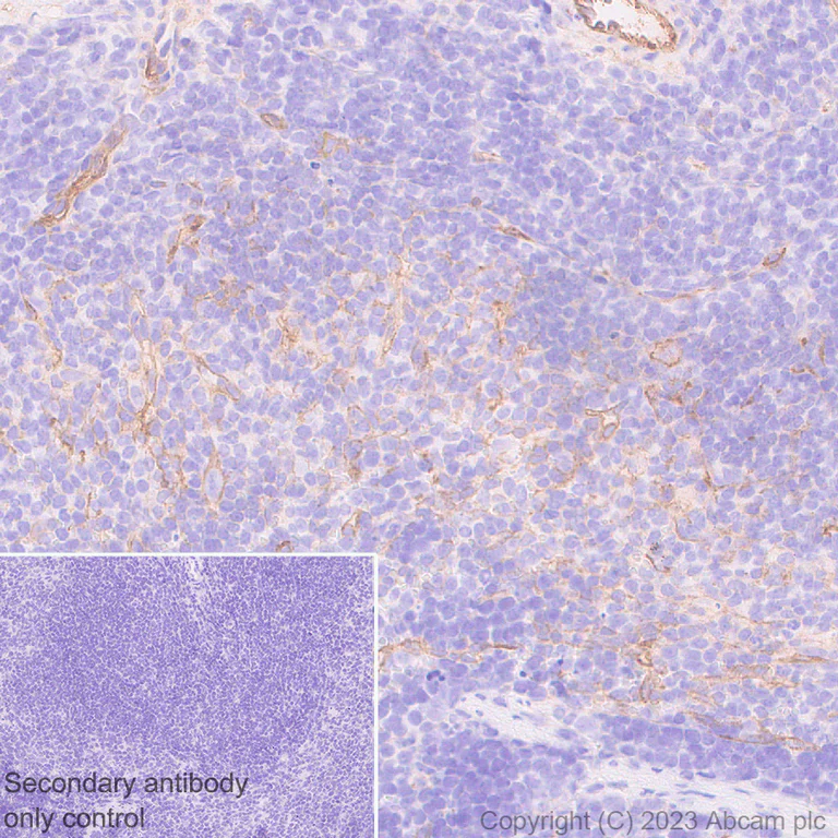 Immunohistochemistry (Formalin/PFA-fixed paraffin-embedded sections) - Anti-CD200 / OX2 antibody [EPR28087-82] (AB314662)