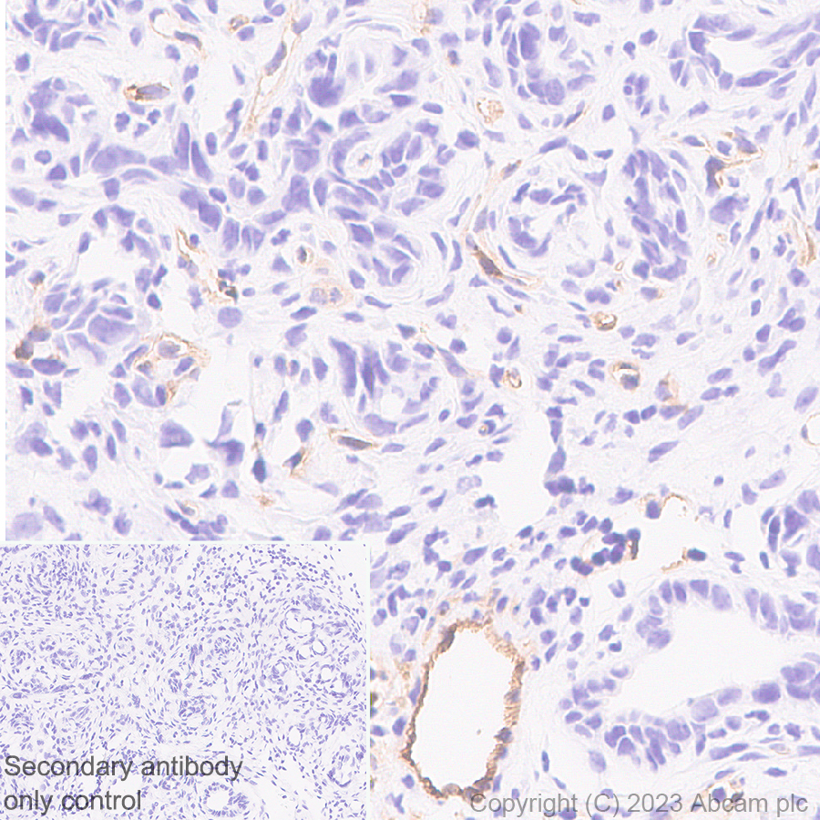 Immunohistochemistry (Formalin/PFA-fixed paraffin-embedded sections) - Anti-CD200 / OX2 antibody [EPR28087-82] (ab314662), expandable thumbnail