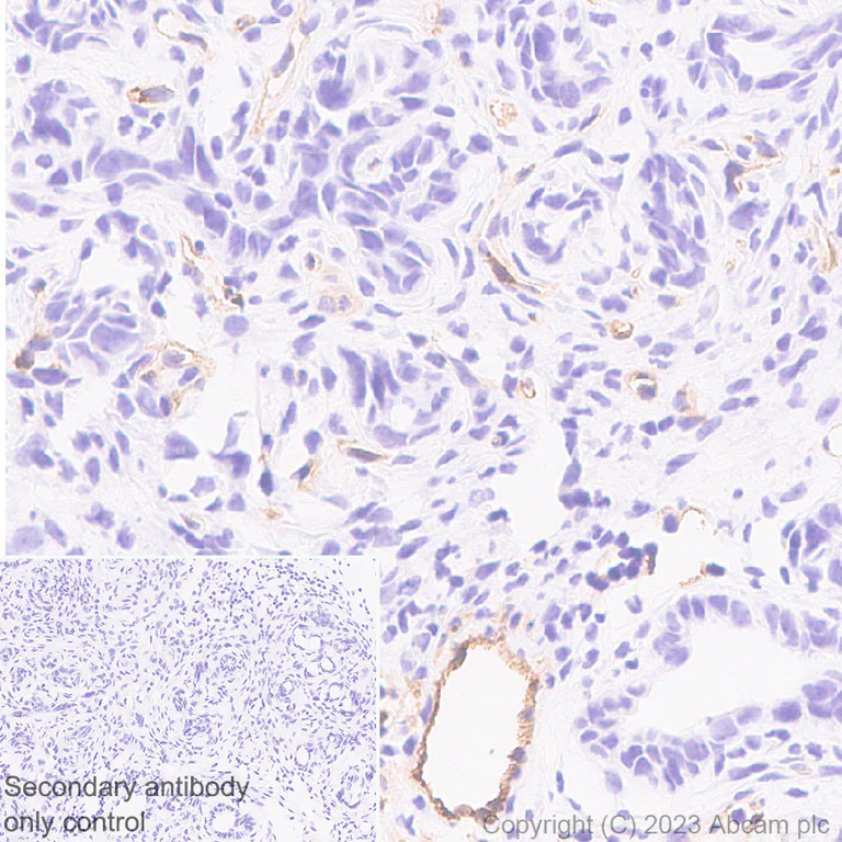 Immunohistochemistry (Formalin/PFA-fixed paraffin-embedded sections) - Anti-CD200 / OX2 antibody [EPR28087-82] (AB314662)