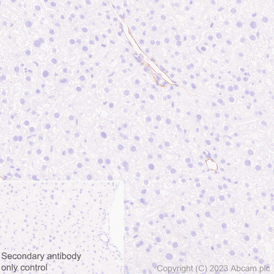Immunohistochemistry (Formalin/PFA-fixed paraffin-embedded sections) - Anti-CD200 / OX2 antibody [EPR28087-82] (AB314662), expandable thumbnail