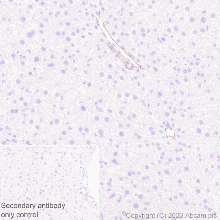 Immunohistochemistry (Formalin/PFA-fixed paraffin-embedded sections) - Anti-CD200 / OX2 antibody [EPR28087-82] (AB314662)
