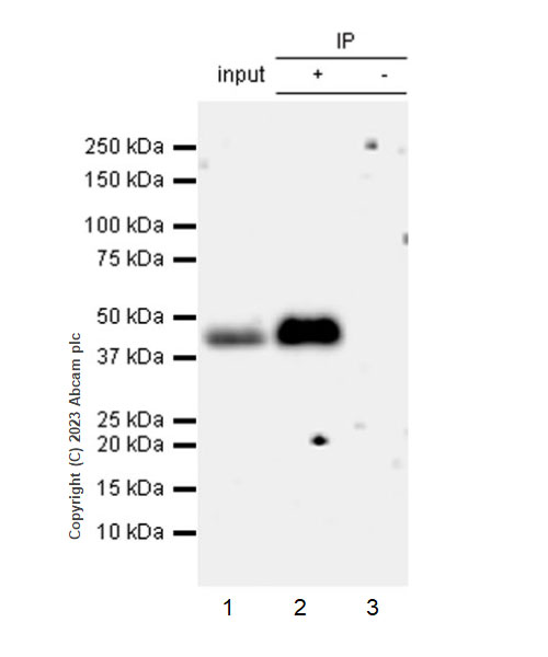 Immunoprecipitation - Anti-CD200 / OX2 antibody [EPR28087-82] (AB314662), expandable thumbnail