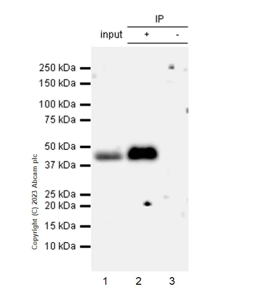 Immunoprecipitation - Anti-CD200 / OX2 antibody [EPR28087-82] (AB314662)