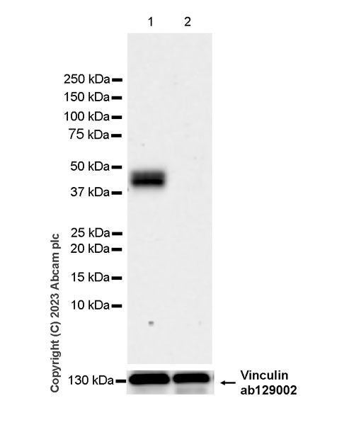 Western blot - Anti-CD200 / OX2 antibody [EPR28087-82] (AB314662), expandable thumbnail