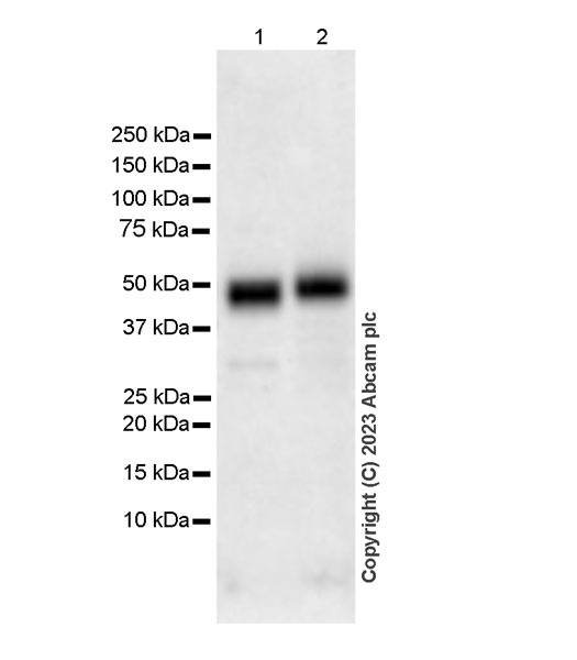Western blot - Anti-CD200 / OX2 antibody [EPR28087-82] (AB314662), expandable thumbnail