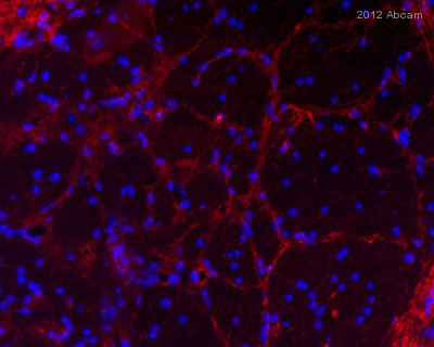 Immunohistochemistry (PFA perfusion fixed frozen sections) - Anti-CD200 / OX2 antibody [MRC OX90] (AB33734), expandable thumbnail