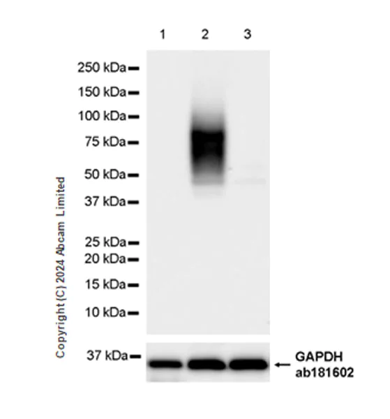 Western blot - Anti-CD200R antibody [EPR28088-189] - BSA and Azide free (AB319040)