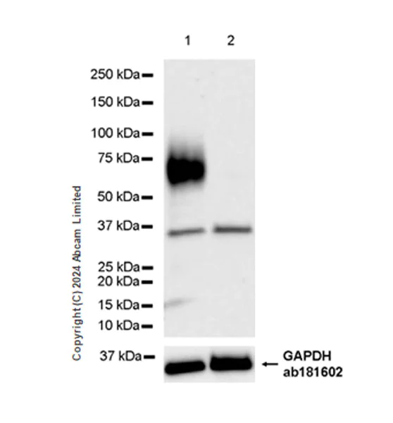 Western blot - Anti-CD200R antibody [EPR28088-189] - BSA and Azide free (AB319040)