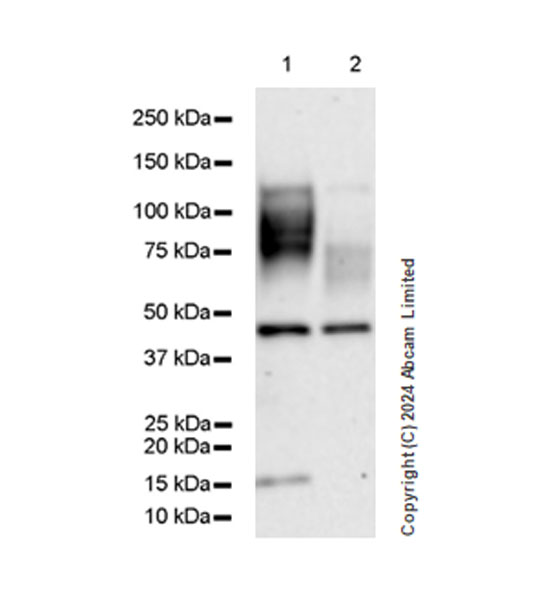 Western blot - Anti-CD200R antibody [EPR28088-189] - BSA and Azide free (AB319040), expandable thumbnail