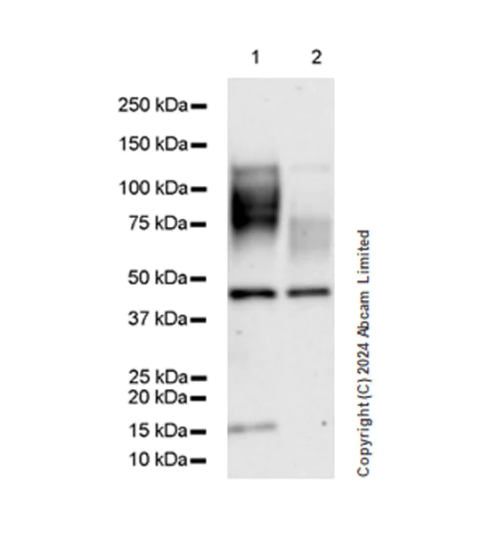Western blot - Anti-CD200R antibody [EPR28088-189] - BSA and Azide free (AB319040)