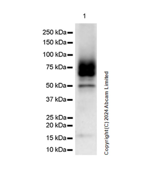 Western blot - Anti-CD200R antibody [EPR28088-189] - BSA and Azide free (AB319040), expandable thumbnail
