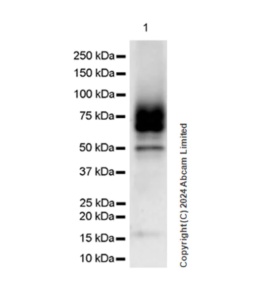 Western blot - Anti-CD200R antibody [EPR28088-189] - BSA and Azide free (AB319040)