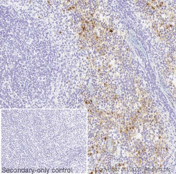 Immunohistochemistry (Frozen sections) - Anti-CD200R antibody [OX131] - BSA and Azide free (AB244593)