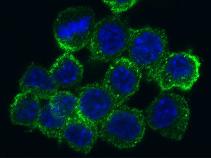 Immunocytochemistry - Anti-CD204 antibody [004] - BSA and Azide free (AB277135)