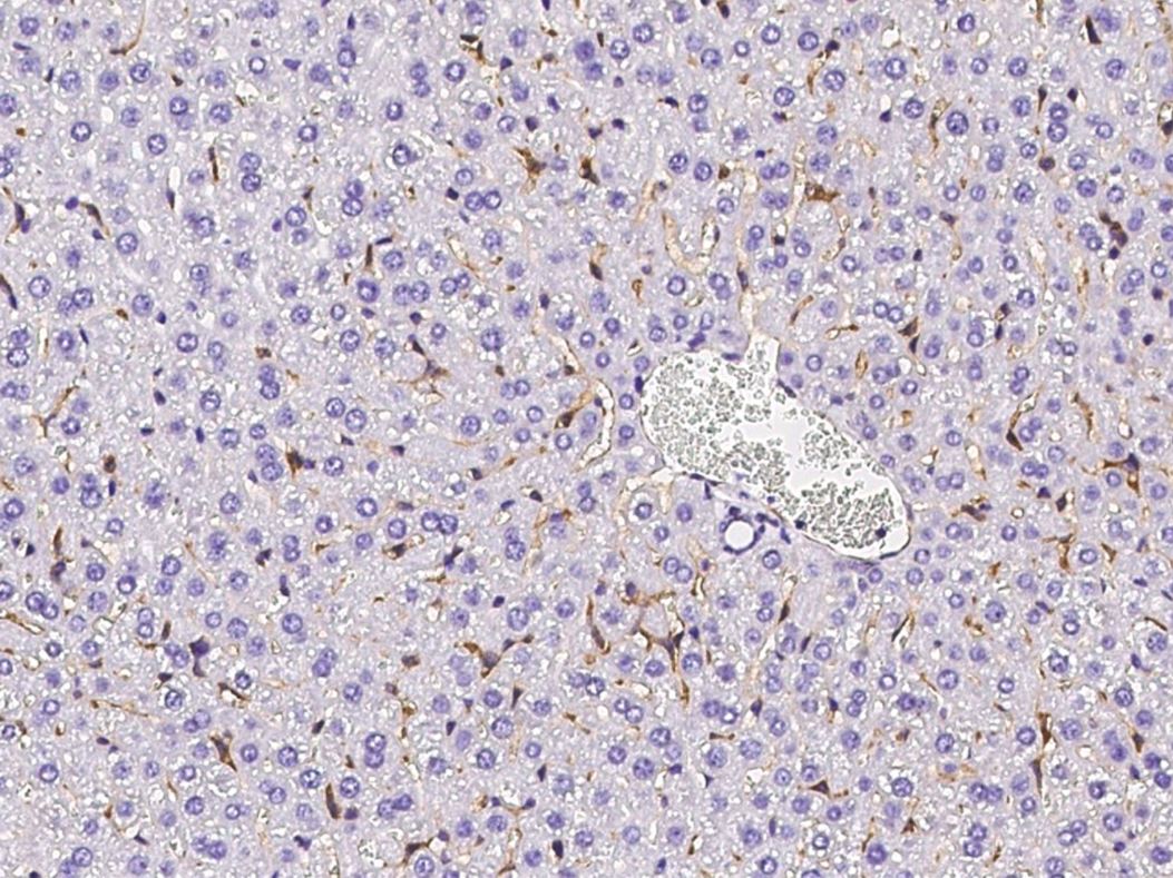 Immunohistochemistry (Formalin/PFA-fixed paraffin-embedded sections) - Anti-CD204 antibody [004] - BSA and Azide free (AB277135), expandable thumbnail