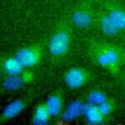 Immunocytochemistry/ Immunofluorescence - Anti-CD204 antibody (AB123946), expandable thumbnail