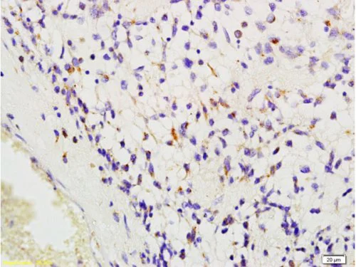 Immunohistochemistry (Formalin/PFA-fixed paraffin-embedded sections) - Anti-CD204 antibody (AB217843)
