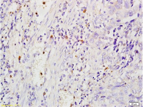 Immunohistochemistry (Formalin/PFA-fixed paraffin-embedded sections) - Anti-CD204 antibody (AB217843)