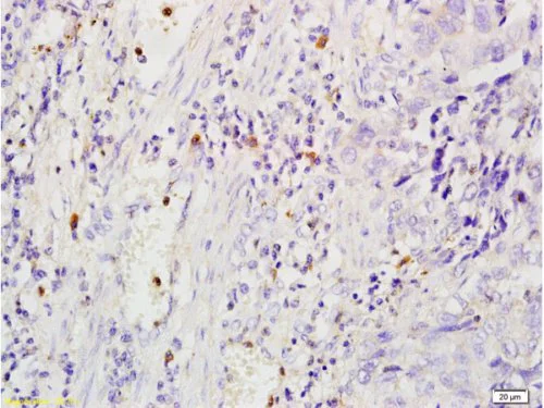 Immunohistochemistry (Formalin/PFA-fixed paraffin-embedded sections) - Anti-CD204 antibody (AB217843)
