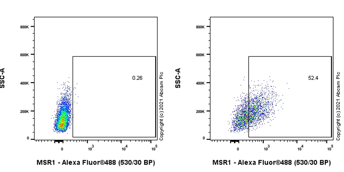 Anti-CD204 antibody [EPR24403-17]