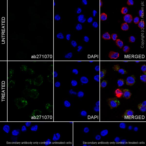 Immunocytochemistry/ Immunofluorescence - Anti-CD204 antibody [EPR24403-17] (AB271070)