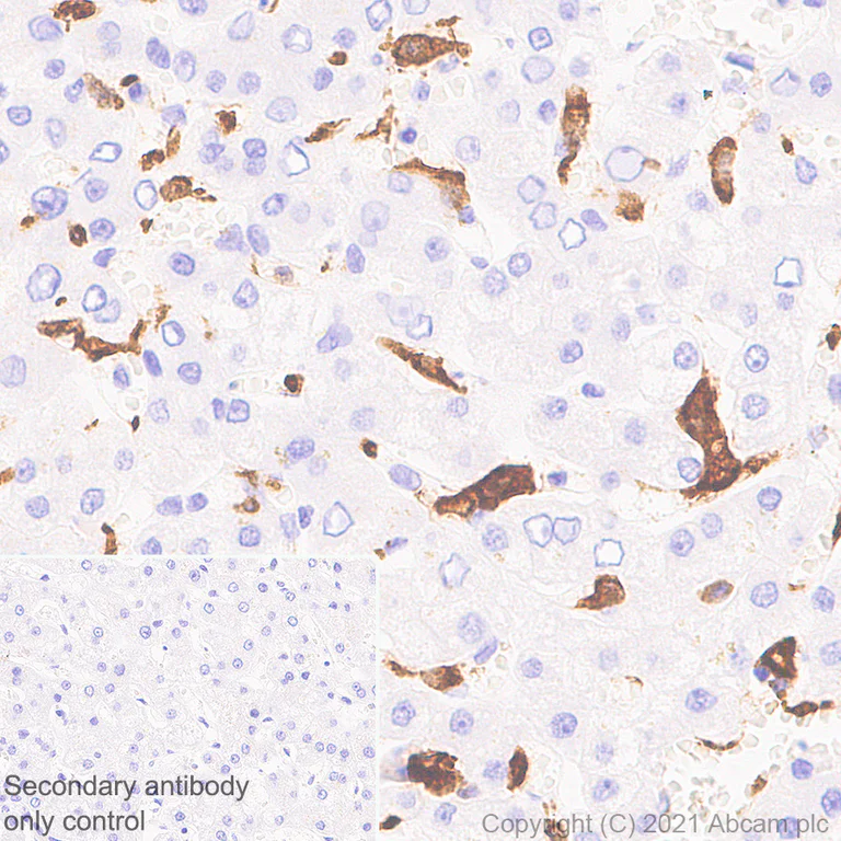 Immunohistochemistry (Formalin/PFA-fixed paraffin-embedded sections) - Anti-CD204 antibody [EPR24403-17] (AB271070)