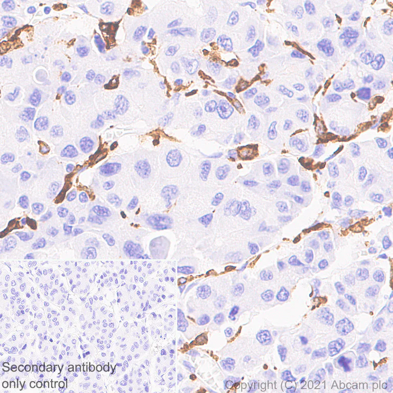 Immunohistochemistry (Formalin/PFA-fixed paraffin-embedded sections) - Anti-CD204 antibody [EPR24403-17] (AB271070)