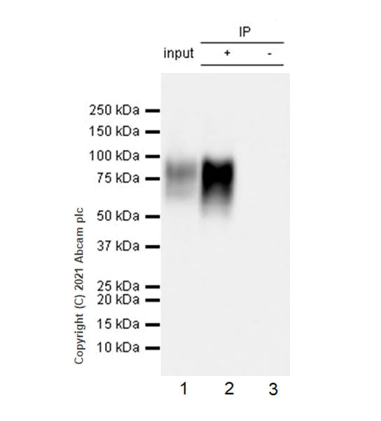 Immunoprecipitation - Anti-CD204 antibody [EPR24403-17] (AB271070)