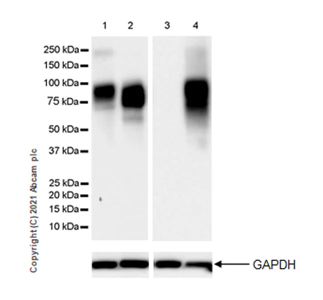 Western blot - Anti-CD204 antibody [EPR24403-17] (AB271070)