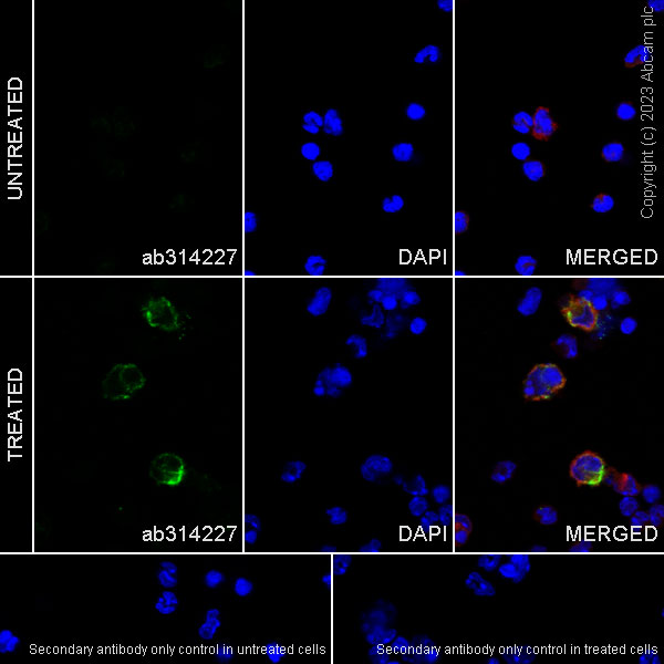 Immunocytochemistry/ Immunofluorescence - Anti-CD204 antibody [EPR28270-88] - BSA and Azide free (ab314228), expandable thumbnail