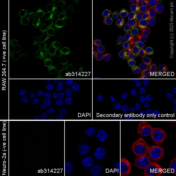 Immunocytochemistry/ Immunofluorescence - Anti-CD204 antibody [EPR28270-88] - BSA and Azide free (ab314228), expandable thumbnail