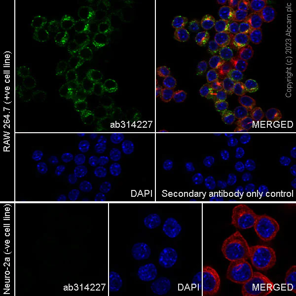 Immunocytochemistry/ Immunofluorescence - Anti-CD204 antibody [EPR28270-88] - BSA and Azide free (AB314228)