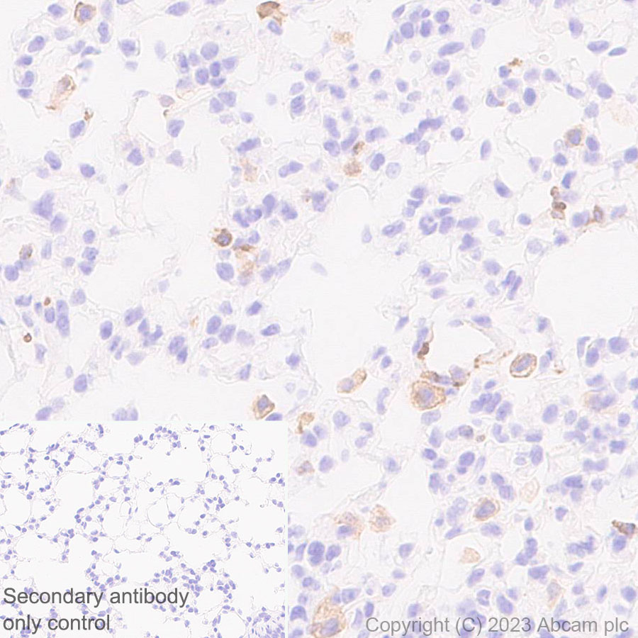 Immunohistochemistry (Formalin/PFA-fixed paraffin-embedded sections) - Anti-CD204 antibody [EPR28270-88] - BSA and Azide free (ab314228), expandable thumbnail