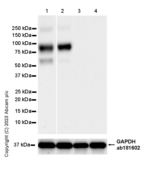 Western blot - Anti-CD204 antibody [EPR28270-88] - BSA and Azide free (AB314228), expandable thumbnail