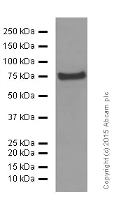 Western blot - Anti-CD204 antibody [EPR7536] (AB151707)