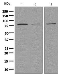 Western blot - Anti-CD204 antibody [EPR7536] - BSA and Azide free (AB240122), expandable thumbnail