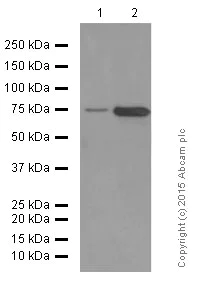 Western blot - Anti-CD204 antibody [EPR7536] - BSA and Azide free (AB240122)