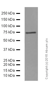 Western blot - Anti-CD204 antibody [EPR7536] - BSA and Azide free (AB240122)