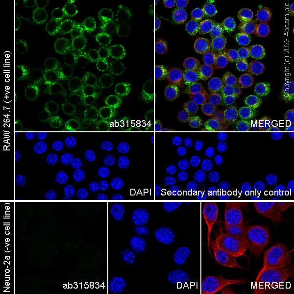 Immunocytochemistry/ Immunofluorescence - Anti-CD204 antibody [RM2033] (AB315834)