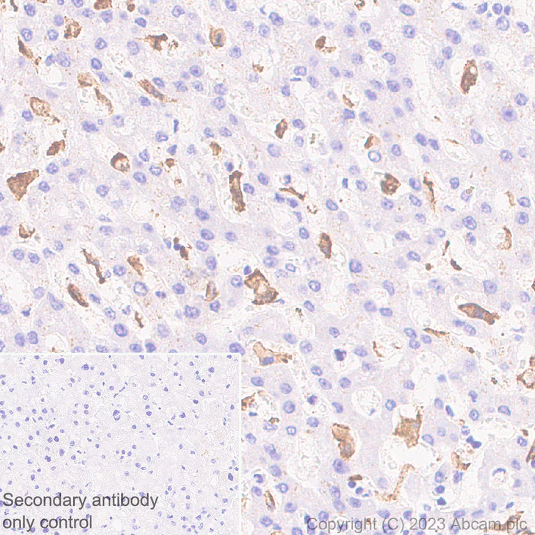 IMPERIUM CD3点セット CD63 Recombinant Monoclonal Mouse Antibody (2304.63) - Biotium