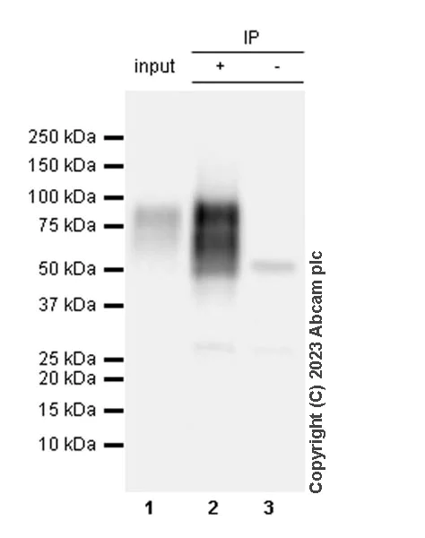 Immunoprecipitation - Anti-CD204 antibody [RM2033] (AB315834)