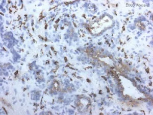 Immunohistochemistry (Frozen sections) - Anti-CD206 antibody [15-2] (AB8918)