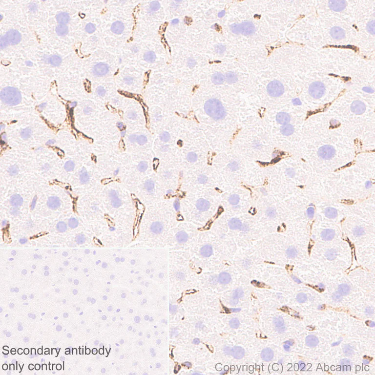 Immunohistochemistry (Formalin/PFA-fixed paraffin-embedded sections) - Anti-CD206 antibody [EPR25215-277] - BSA and Azide free (AB300622)