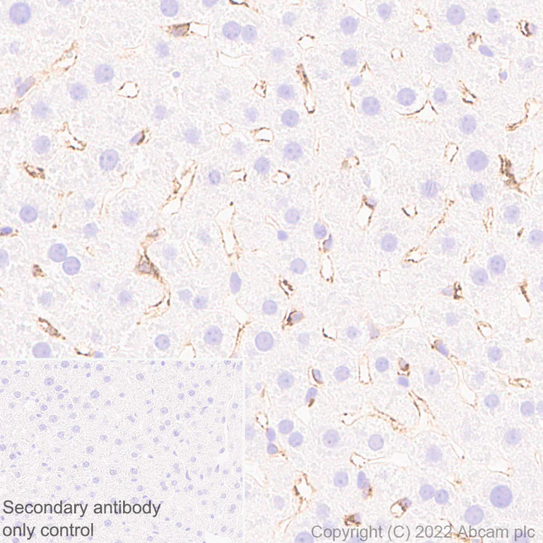 Immunohistochemistry (Formalin/PFA-fixed paraffin-embedded sections) - Anti-CD206 antibody [EPR25215-277] - BSA and Azide free (AB300622)