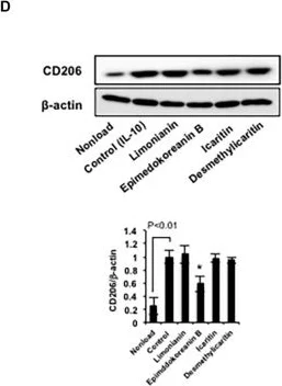 Western blot - Anti-CD206 antibody [EPR6828(B)] (AB125028)