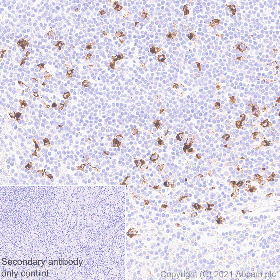 Immunohistochemistry (Formalin/PFA-fixed paraffin-embedded sections) - Anti-CD208 antibody [EPR24265-8] (AB271053), expandable thumbnail