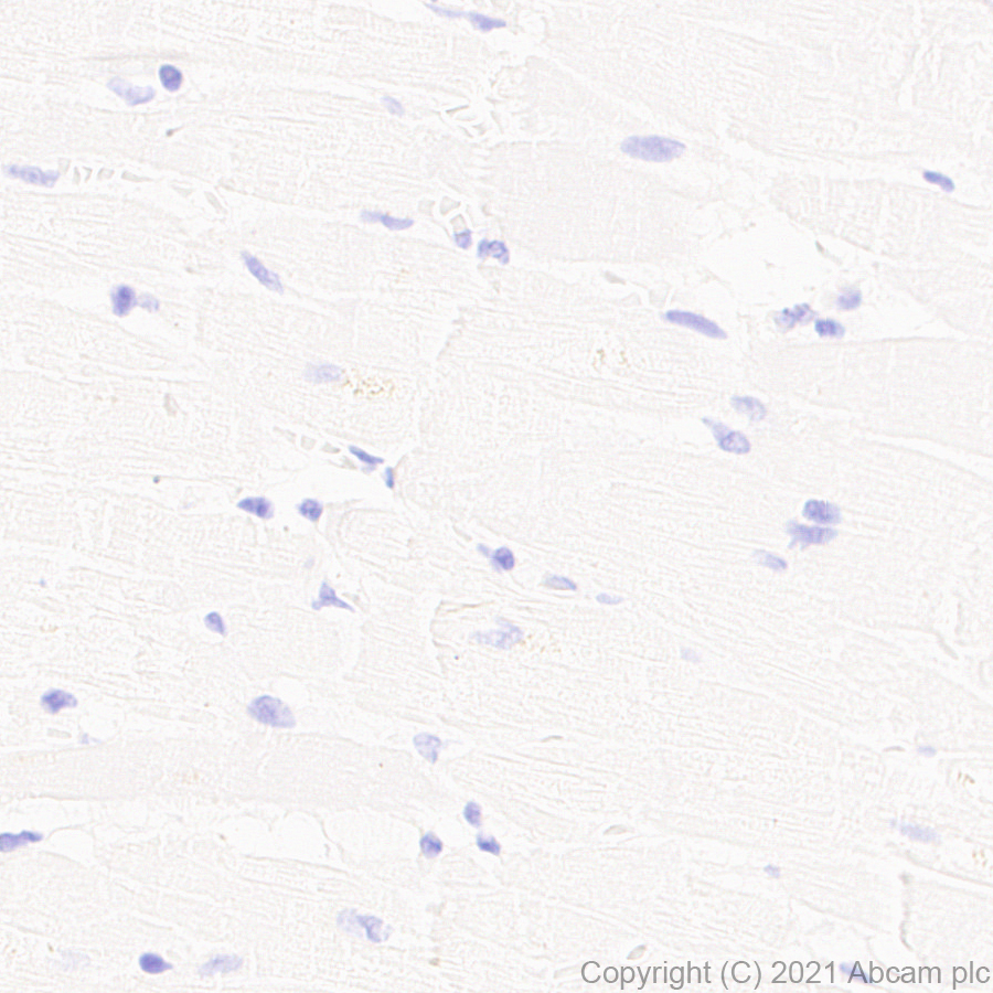 Immunohistochemistry (Formalin/PFA-fixed paraffin-embedded sections) - Anti-CD208 antibody [EPR24265-8] (AB271053), expandable thumbnail